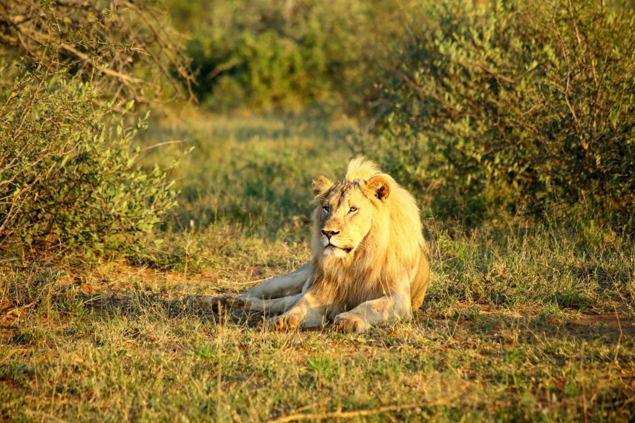 Madikwe Hills Private Game Lodge Madikwe Wildreservaat Buitenkant foto