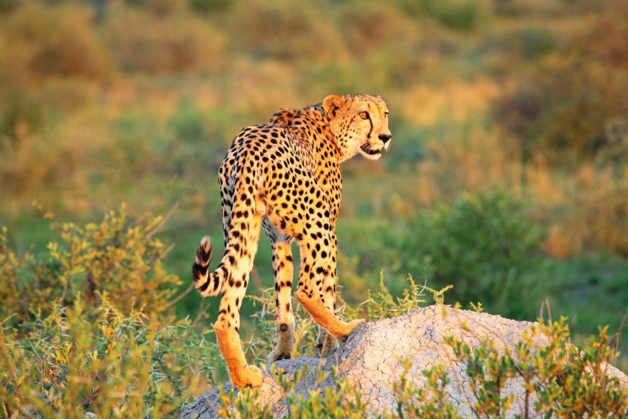 Madikwe Hills Private Game Lodge Madikwe Wildreservaat Buitenkant foto