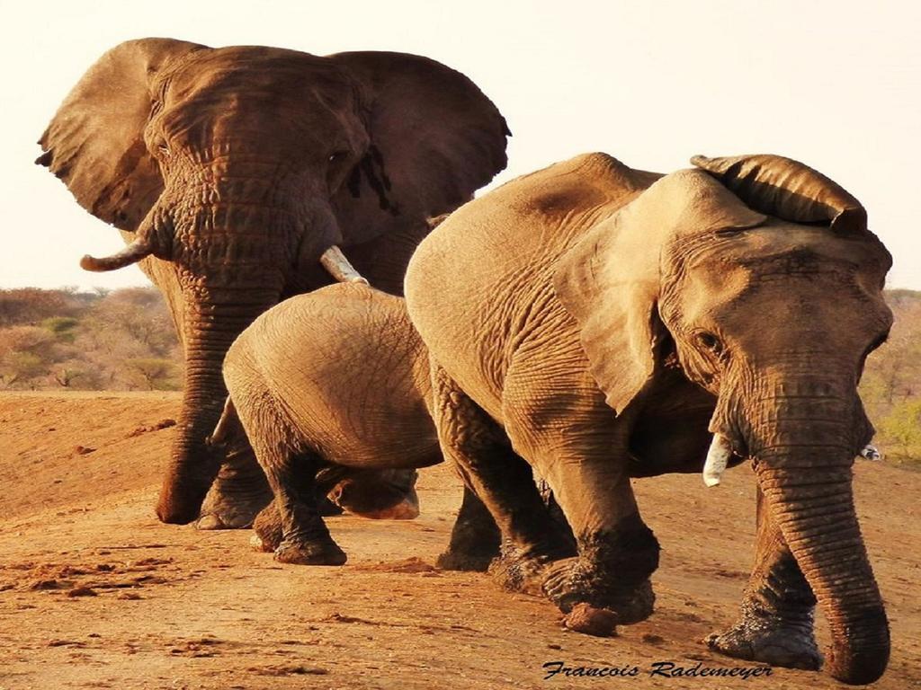 Madikwe Hills Private Game Lodge Madikwe Wildreservaat Buitenkant foto