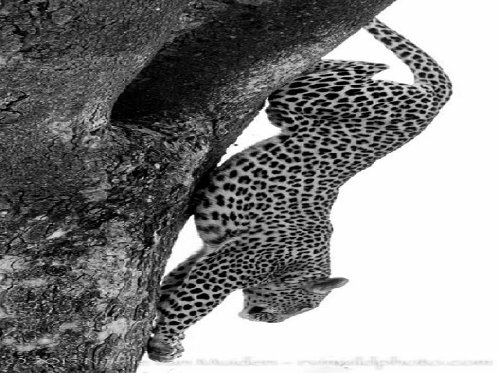 Madikwe Hills Private Game Lodge Madikwe Wildreservaat Buitenkant foto