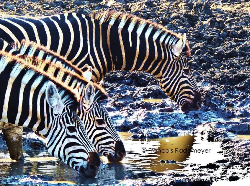 Madikwe Hills Private Game Lodge Madikwe Wildreservaat Buitenkant foto